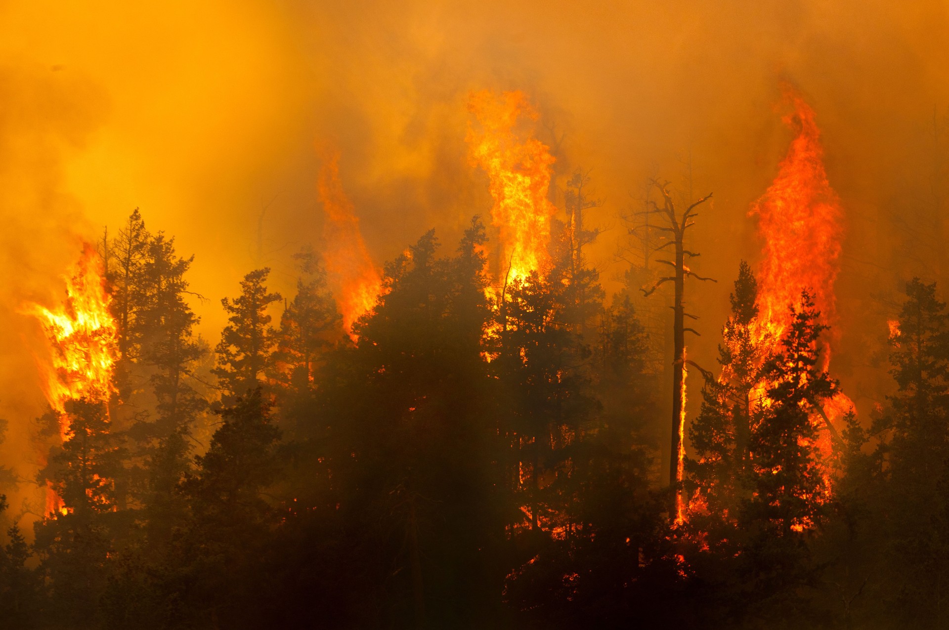 Wildfire in forest